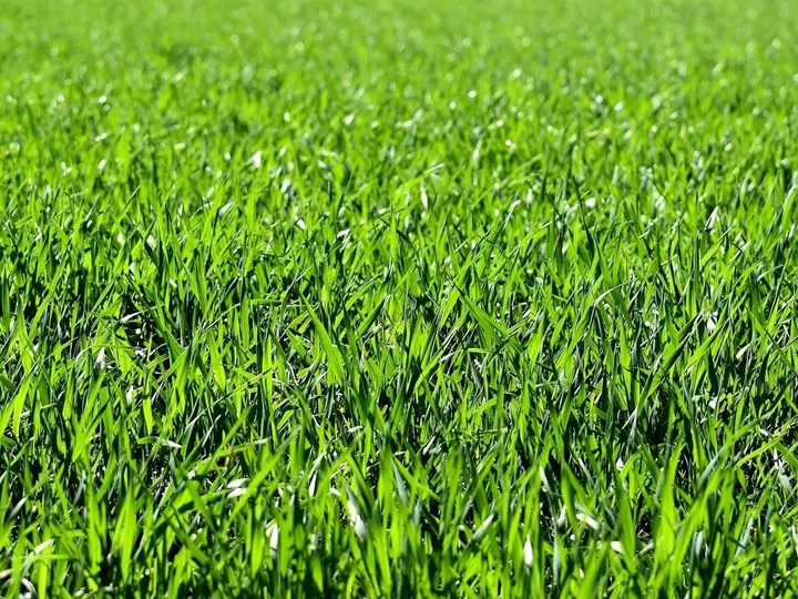 Dicht gewachsener, frisch gemähter grüner Rasen in Nahaufnahme.