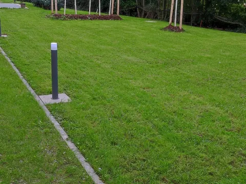 Frisch angelegter Rasen mit neu gepflanzten, verankerten Bäumen und gemulchten Baumscheiben.